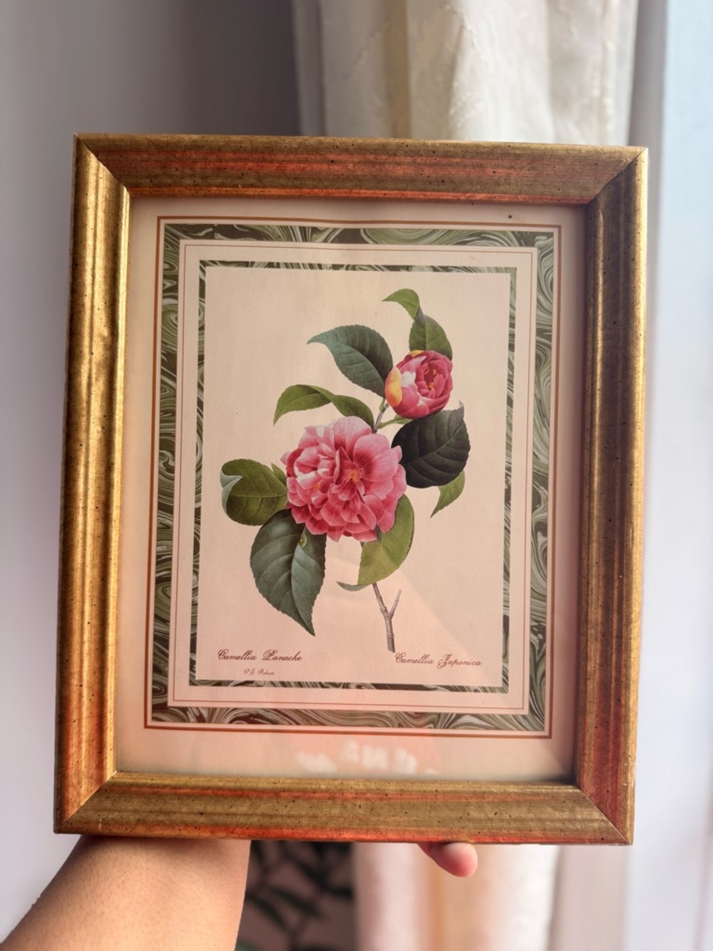 Framed Botanical Camellia Print - Pink & Green